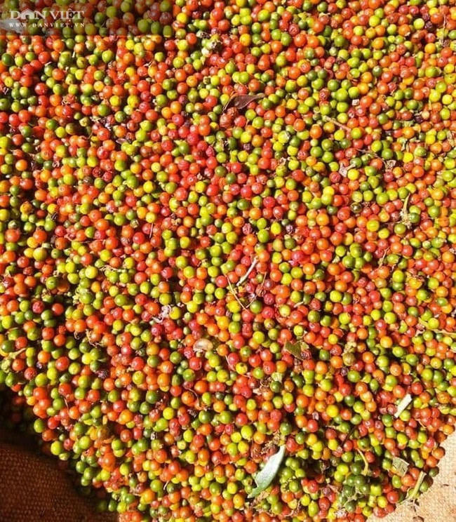 Giá tiêu hôm nay 15/3 tiếp tục bứt phá ở nhiều địa phương, phổ biến từ 70.000 - 75.000 đồng/kg, tạo đà cho bà con nông dân Tây Nguyên, Đông Nam Bộ đẩy nhanh tiến độ thu hoạch. Ảnh minh hoạ