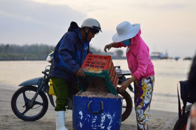  Vận chuyển ruốc lên xe để giao cho thương lái tại bãi biển Thọ Quang, quận Sơn Trà, TP Đà Nẵng.