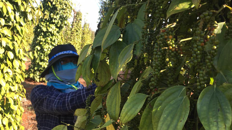 Nông dân Tây Nguyên thu hoạch tiêu. Ảnh: Quang Đông