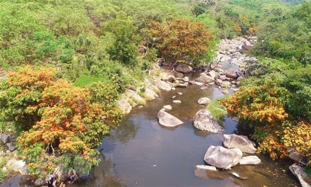 Hàng cây trang rừng mọc hai bên bờ suối Tà Má. (Ảnh: Tường Quân/TTXVN)