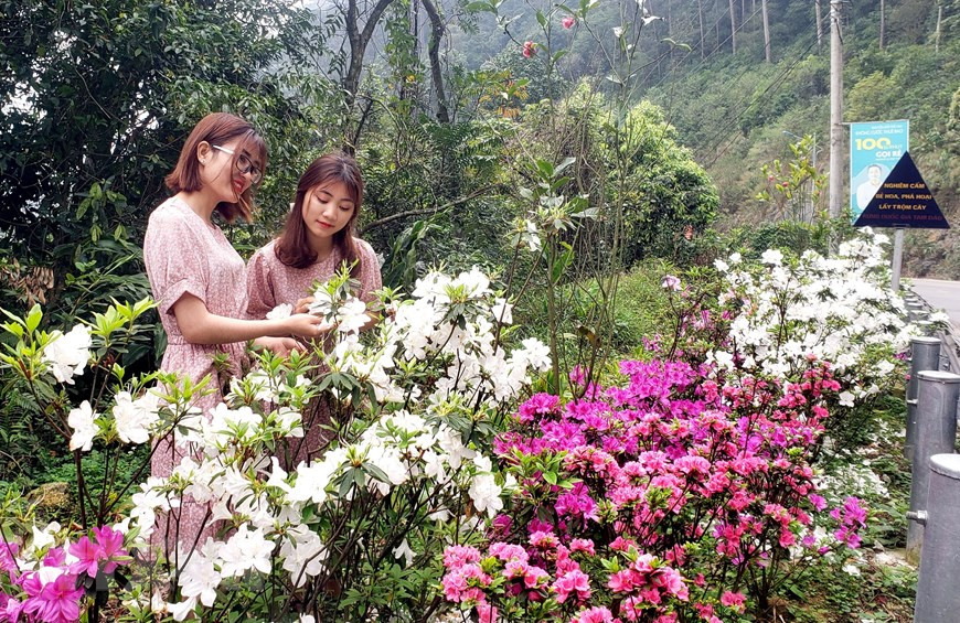 Các bạn trẻ chụp ảnh kỷ niệm bên hoa đỗ quyên trên đường lên khu du lịch Tam Đảo. (Ảnh: Hoàng Hùng/TTXVN)