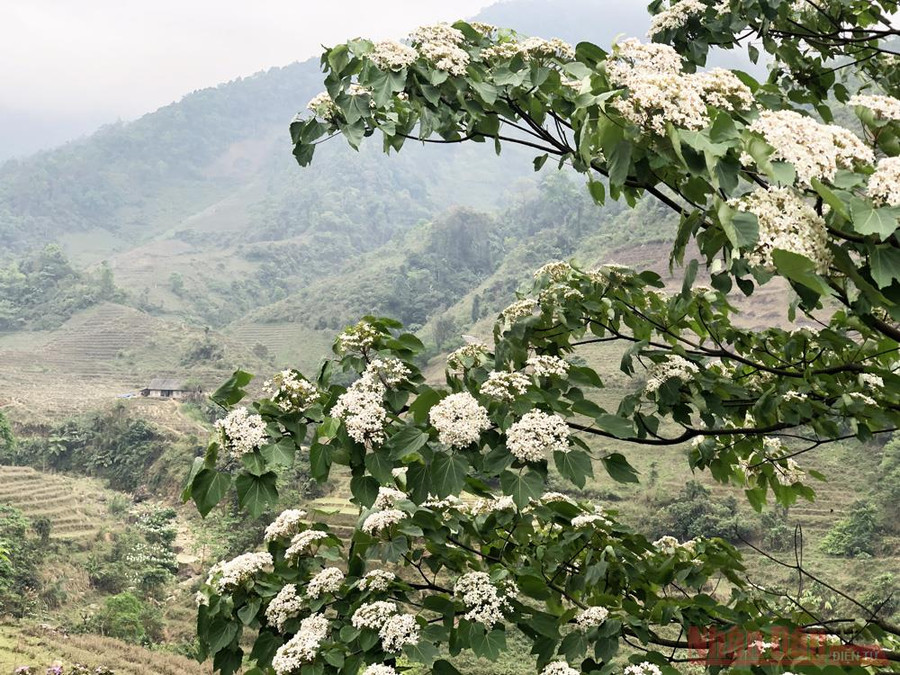 Hoa trẩu mọc thành chùm lẩn trong tán lá xanh mướt ở Bát Xát (Lào Cai)