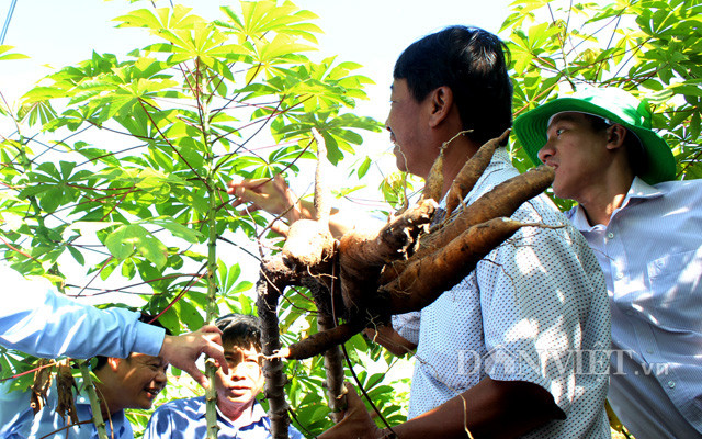 Việc tìm được giống sắn kháng bệnh mở ra triển vọng đẩy lùi dịch khảm lá sắn