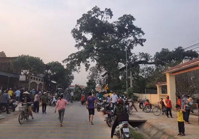 Cây đa làng Trù nằm sát ngay bên đường dân sinh ẢNH CTV