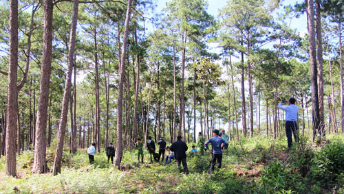 Cơ quan chức năng điều tra vụ đầu độc rừng thông ở huyện Bảo Lâm, tỉnh Lâm Đồng Cơ quan chức năng điều tra vụ đầu độc rừng thông ở huyện Bảo Lâm, tỉnh Lâm Đồng