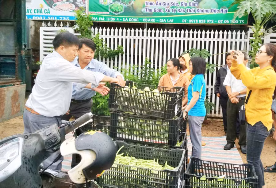 Hợp tác xã Nông nghiệp Đoàn Kết Kbang thu gom hàng của các thành viên để cung ứng cho đơn vị thu mua. Ảnh: Minh Phương