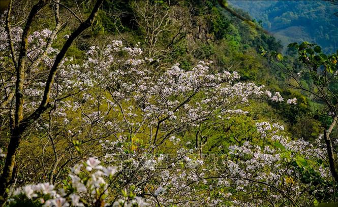 Một nhành ban bung nở trắng xóa giữa núi rừng. Một nhành ban bung nở trắng xóa giữa núi rừng.