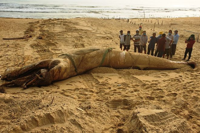 Cá voi nặng hơn 4 tấn chết trôi dạt vào bờ biển Quảng Nam - ẢNH: NAM THỊNH Cá voi nặng hơn 4 tấn chết trôi dạt vào bờ biển Quảng Nam - ẢNH: NAM THỊNH