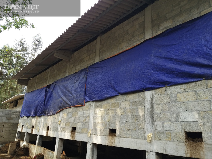 Khu xả chất thải từ đàn bò được anh Hồng thiết kế bài bản. Phân và nước thải được anh Hồng thu gom, ủ hoai mục sau đó đưa đi trồng cỏ, trồng ngô làm thức ăn cho đàn bò.