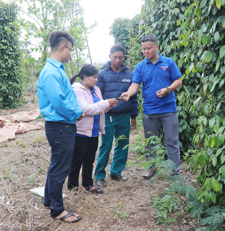 Đoàn viên, thanh niên huyện Kông Chro tham quan mô hình trồng trọt hiệu quả trên địa bàn huyện. Ảnh: Ngọc Minh