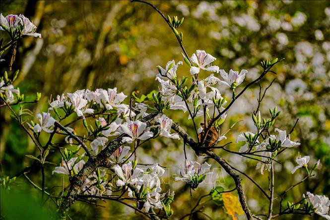 Hoa ban có màu trắng xen lẫn màu hồng. Hoa ban có màu trắng xen lẫn màu hồng.