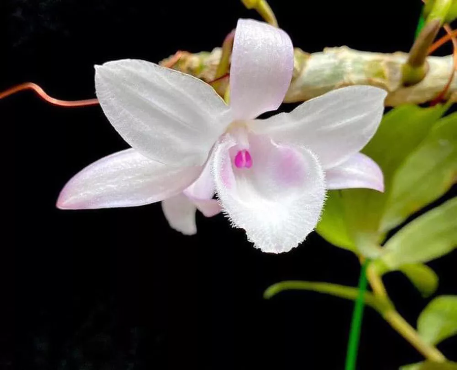 TS Nguyễn Xuân Trường - Viện trưởng Viện Sinh học nông nghiệp (Học viện Nông nghiệp Việt Nam) cho biết, ông không hiểu vì lý do gì mà lan đột biến lại được đẩy giá 