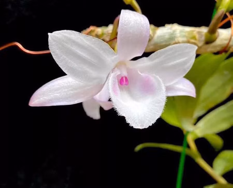 TS Nguyễn Xuân Trường - Viện trưởng Viện Sinh học nông nghiệp (Học viện Nông nghiệp Việt Nam) cho biết, ông không hiểu vì lý do gì mà lan đột biến lại được đẩy giá 