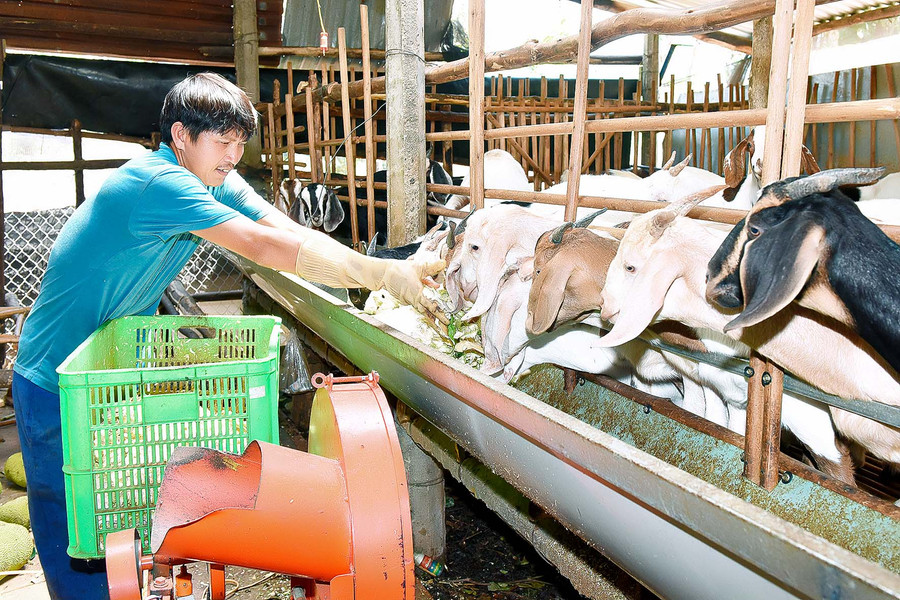 Mô hình nuôi dê nhốt chuồng của hộ gia đình anh Trần Đình Tám ở thôn Mỹ Yang, xã Đak Yá, huyện Mang Yang tỉnh Gia Lai cho thu nhập ổn định.