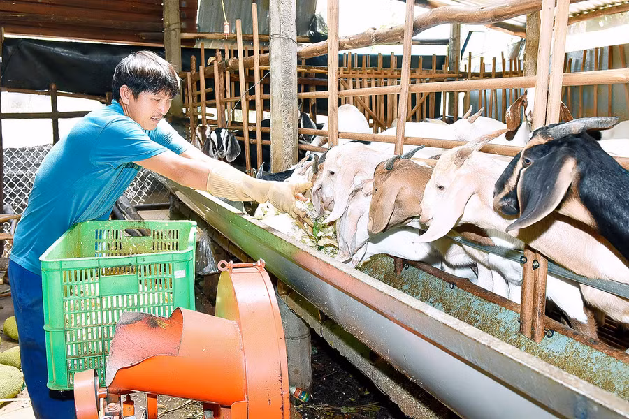 Mô hình nuôi dê nhốt chuồng của hộ gia đình anh Trần Đình Tám ở thôn Mỹ Yang, xã Đak Yá, huyện Mang Yang tỉnh Gia Lai cho thu nhập ổn định.