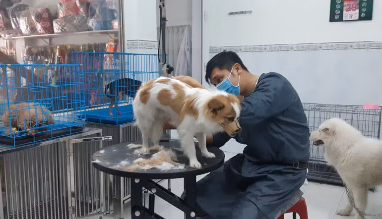 Nhân viên một phòng khám thú y ở TP Tuy Hòa (tỉnh Phú Yên) cắt tỉa lông cho thú cưng. Ảnh: VÕ PHÊ