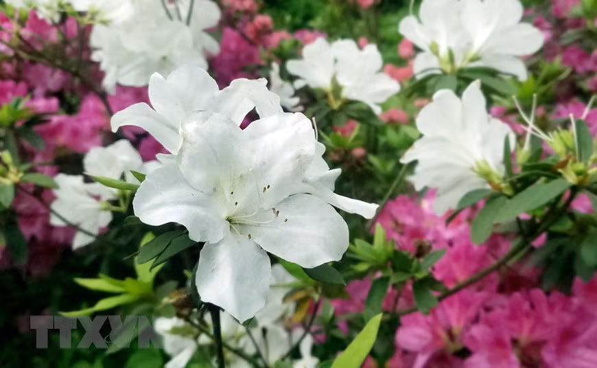 Hoa đỗ quyên trắng là một trong nhiều màu hoa được thấy nhiều ở Tam Đảo. (Ảnh: Hoàng Hùng/TTXVN)