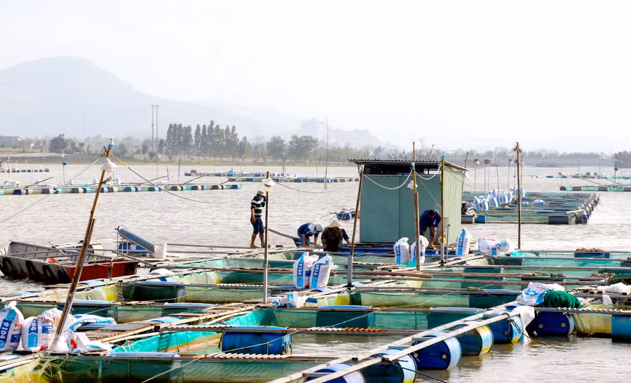 Nghề nuôi cá lồng ở thị xã An Khê mang lại thu nhập cao và tạo việc làm cho nhiều lao động địa phương. Ảnh: Ngọc Minh