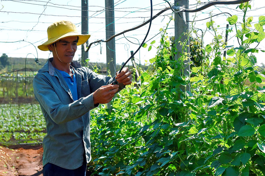 Các hội viên sản xuất rau an toàn sử dụng hệ thống tưới tiết kiệm nước để giảm chi phí nhân công, nâng cao hiệu quả cao cho rau màu.