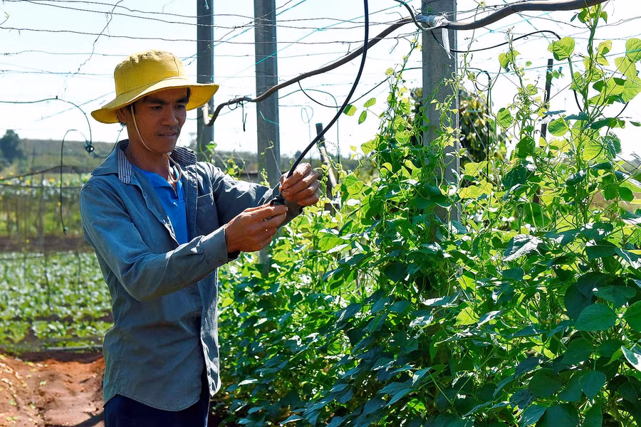 Các hội viên sản xuất rau an toàn sử dụng hệ thống tưới tiết kiệm nước để giảm chi phí nhân công, nâng cao hiệu quả cao cho rau màu.