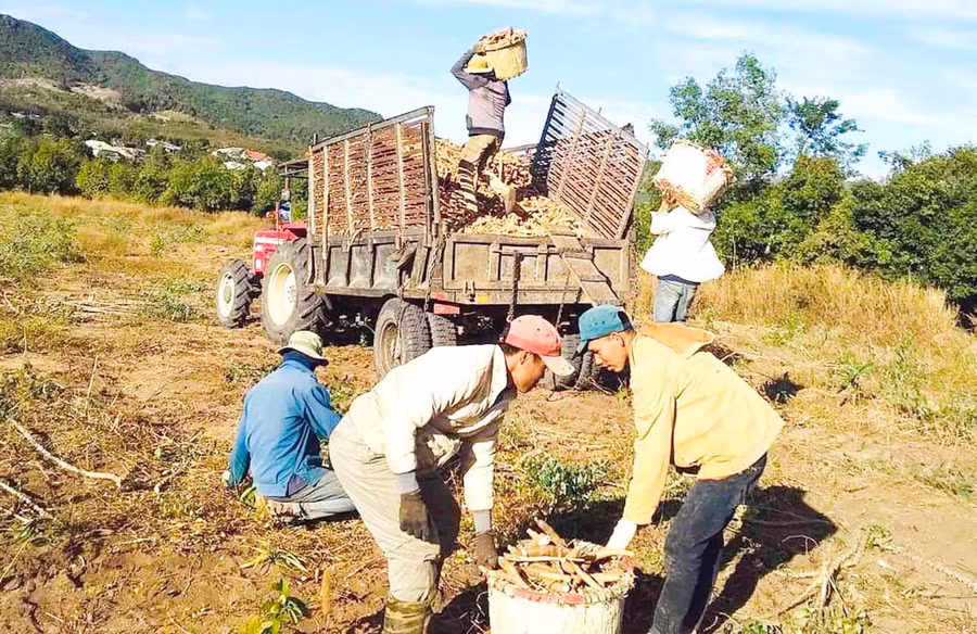 Đoàn viên, thanh niên xã Ia Khươl (huyện Chư Păh) thu hoạch mì gây quỹ. Ảnh: Phan Lài