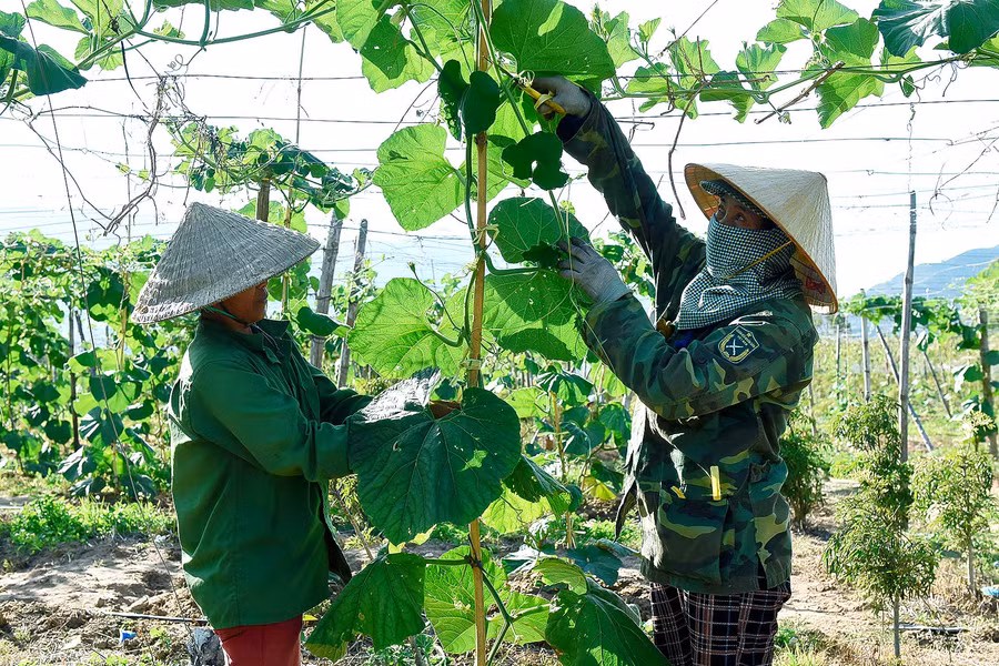 Chị Xuân cho biết: “Mỗi ngày rẫy bầu cho thu hoạch hơn 7 tạ với giá bán hiện nay là 3.000 đồng/kg, gia đình tôi thu về hơn 2 triệu đồng/ngày, bầu lai cho thu hoạch trong 6 tháng, tôi thấy việc chuyển đổi từ trồng mía sang trồng bầu thì đem lại hiệu quả kinh tế hơn nhiều.”