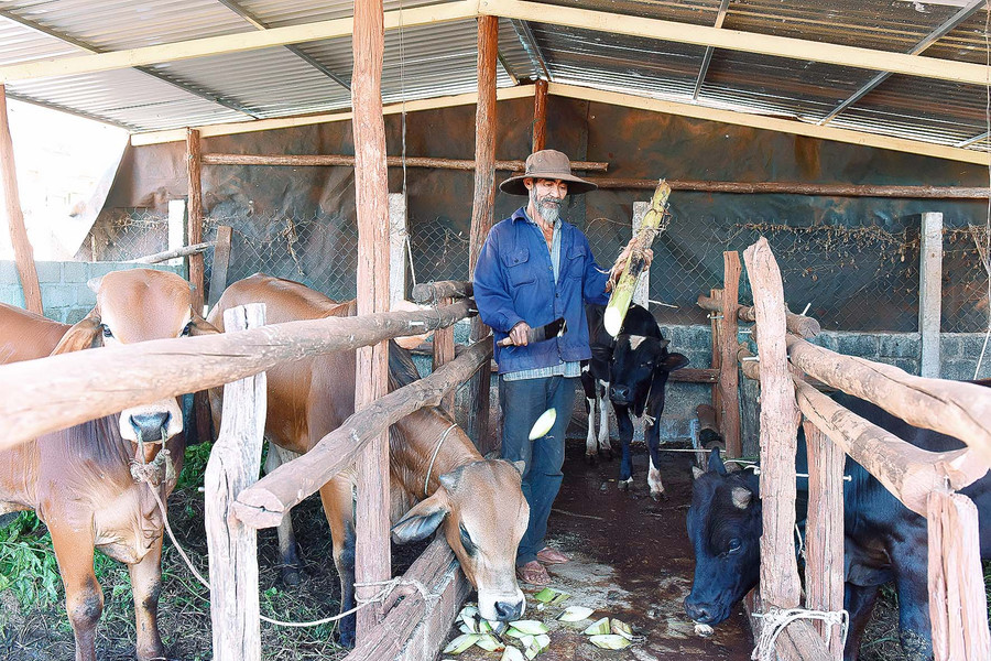 Ngoài ra, ông còn chăn nuôi 15 con bò tạo nguồn phân bón sạch nhằm tăng năng suất, chất lượng rau xanh. Ông cho biết: ông có 1ha trồng rau màu các loại, bình quân mỗi năm cho thu nhập 180-200 triệu/1ha, tùy từng thời điểm rau được giá. 