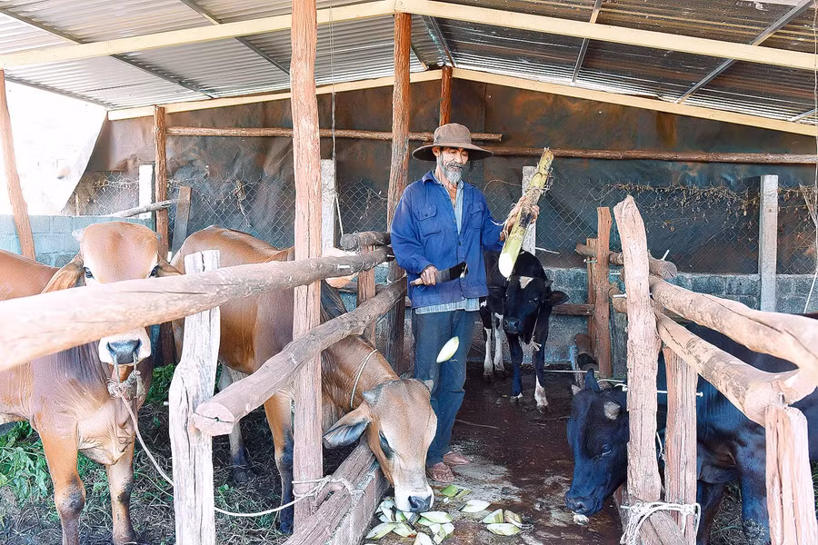 Ngoài ra, ông còn chăn nuôi 15 con bò tạo nguồn phân bón sạch nhằm tăng năng suất, chất lượng rau xanh. Ông cho biết: ông có 1ha trồng rau màu các loại, bình quân mỗi năm cho thu nhập 180-200 triệu/1ha, tùy từng thời điểm rau được giá. 