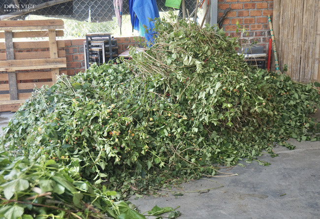 Cây ngũ sắc là cây thuốc quý được ông Thuận thu mua về để sơ chế.