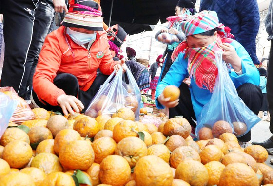 Chị em hưởng ứng chiến dịch giải cứu cam sành do Hội Nông dân huyện phát động