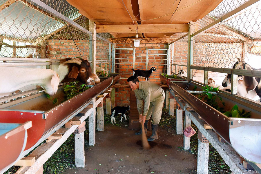 Để dê khỏe mạnh và phát triển tốt thì người nông dân thường xuyên quét dọn vệ sinh chuồng trại, phải thoáng mát, sạch sẽ để tránh cho dê bị bệnh.