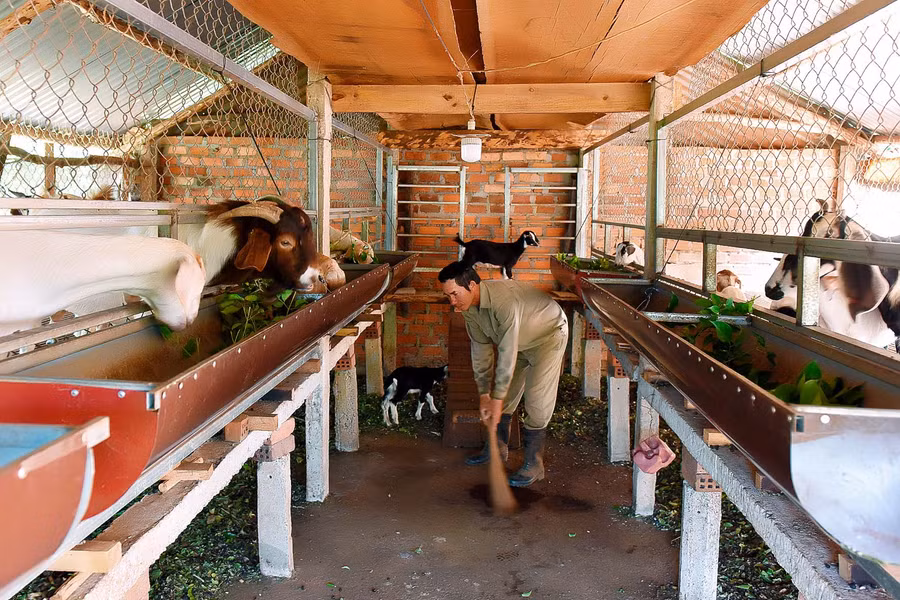 Để dê khỏe mạnh và phát triển tốt thì người nông dân thường xuyên quét dọn vệ sinh chuồng trại, phải thoáng mát, sạch sẽ để tránh cho dê bị bệnh.