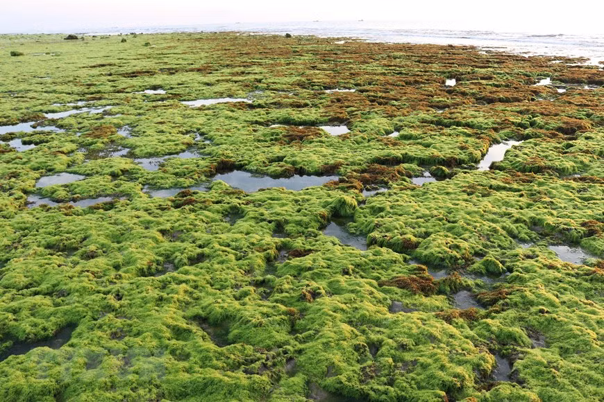Bạt ngàn rong biển trải dài trên bãi rạn san hô rộng lớn. (Ảnh: Nguyễn Thành/TTXVN)
