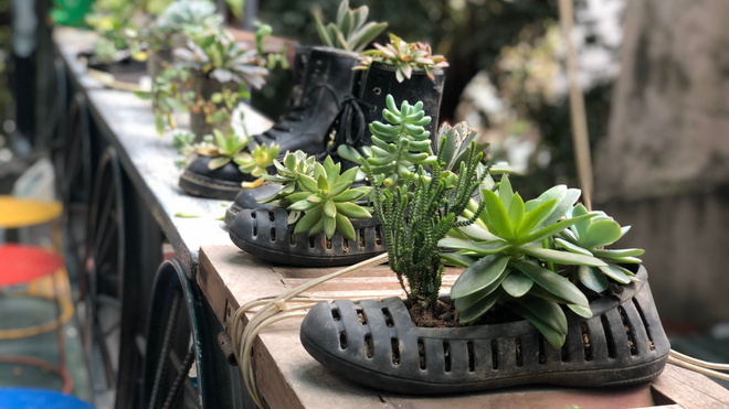 Những đôi giày cũ được sử dụng thay thế cho các chậu cây. ẢNH KHÁNH HUYỀN