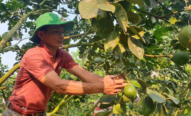 Anh Hưng cắt tỉa bớt trái con để đảm bảo trái bưởi phát triển to và tròn đều