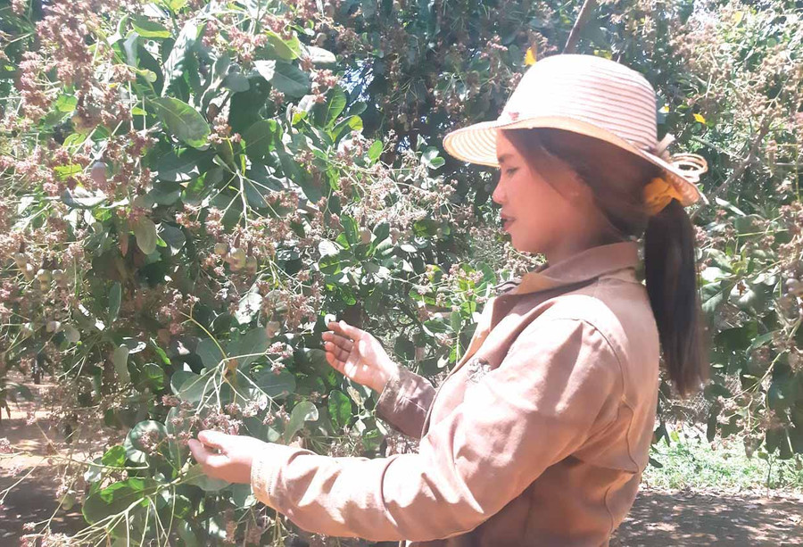 Vườn điều của gia đình chị Rơ Mal H’Uih (làng De Lung 2, xã Ia Tô, huyện Ia Grai) đang ra đợt hoa mới. Ảnh: Hoành Sơn Vườn điều của gia đình chị Rơ Mal H’Uih (làng De Lung 2, xã Ia Tô, huyện Ia Grai) đang ra đợt hoa mới. Ảnh: Hoành Sơn