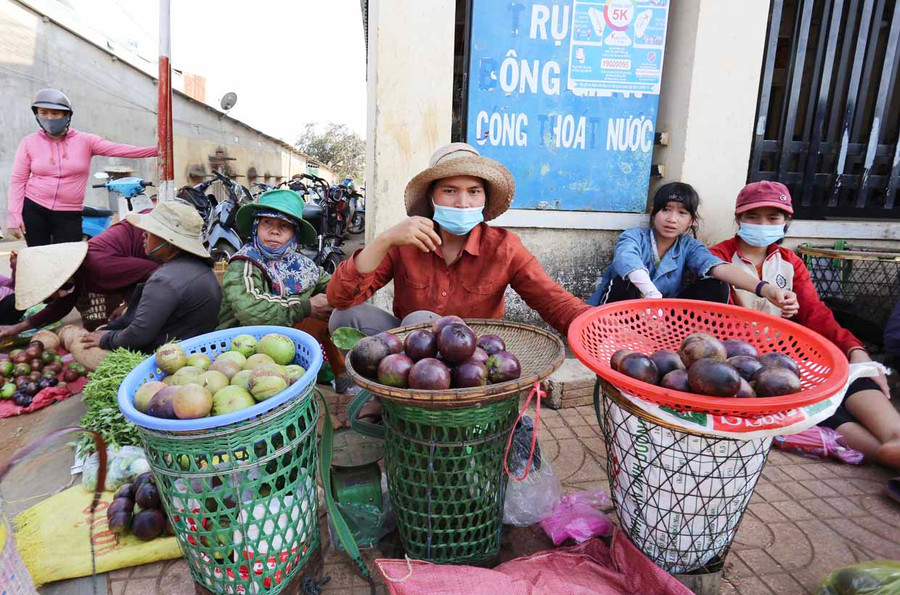 Vú sữa được bày bán tại Khu du lịch Biển Hồ. Ảnh: Lê Văn Ngọc Vú sữa được bày bán tại Khu du lịch Biển Hồ. Ảnh: Lê Văn Ngọc