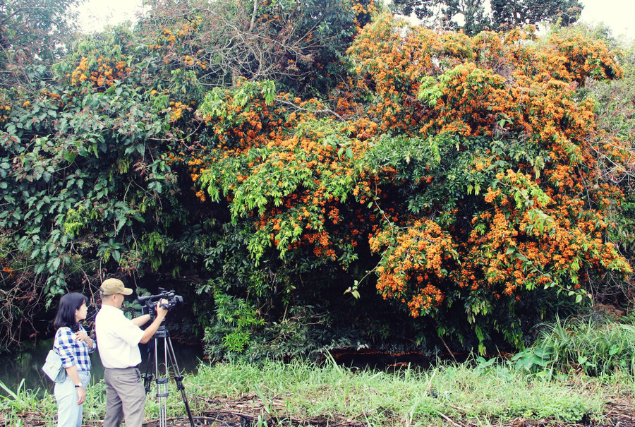 Những cây trang rừng rực rỡ tô điểm cho cảnh sắc thiên nhiên.