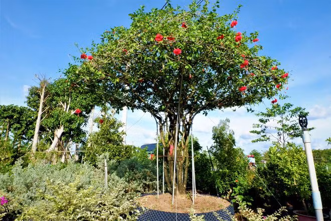 Nhìn từ xa chậu hoa dâm bụt trông giống như chiếc dù khổng lồ được kết hoa vô cùng lạ mắt - Ảnh: Thanh Nhã