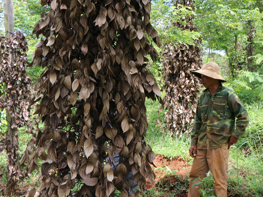 Giá cả xuống thấp cộng với tình trạng tiêu chết hàng loạt khiến nhiều nông dân phải vay vốn để tái đầu tư.