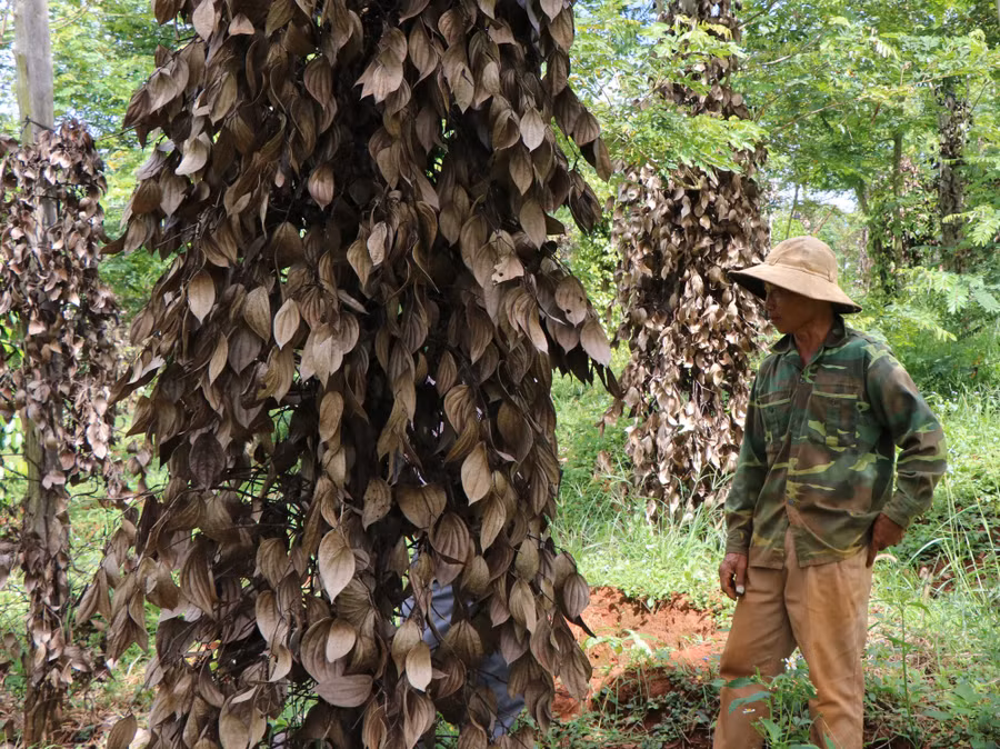 Giá cả xuống thấp cộng với tình trạng tiêu chết hàng loạt khiến nhiều nông dân phải vay vốn để tái đầu tư.