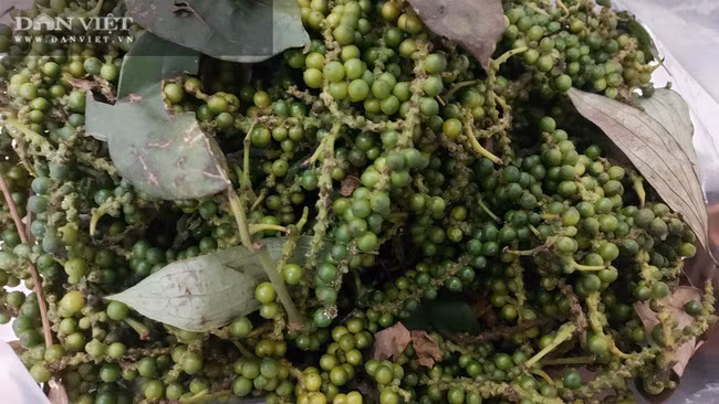 Chỉ trong 2 tuần, giá tiêu hôm nay tại thị trường trong nước đã tăng khoảng 15.000 - 16.000 đồng/kg, đạt mức cao kỉ lục trong suốt 2 năm qua. Ảnh: M.H Chỉ trong 2 tuần, giá tiêu hôm nay tại thị trường trong nước đã tăng khoảng 15.000 - 16.000 đồng/kg, đạt mức cao kỉ lục trong suốt 2 năm qua. Ảnh: M.H