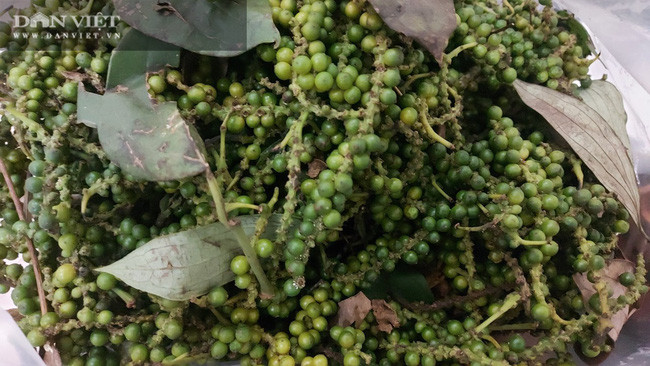 Chỉ trong 2 tuần, giá tiêu hôm nay tại thị trường trong nước đã tăng khoảng 15.000 - 16.000 đồng/kg, đạt mức cao kỉ lục trong suốt 2 năm qua. Ảnh: M.H