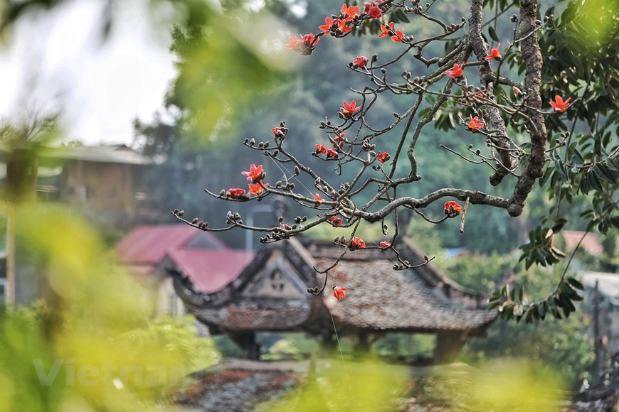 Vào mùa hoa, lá rụng hết nhường chỗ cho những 'đốm lửa' thắp rực rỡ tô điểm cho không gian trầm mặc. (Ảnh: Nam Nguyễn/Vietnam+) Vào mùa hoa, lá rụng hết nhường chỗ cho những 'đốm lửa' thắp rực rỡ tô điểm cho không gian trầm mặc. (Ảnh: Nam Nguyễn/Vietnam+)