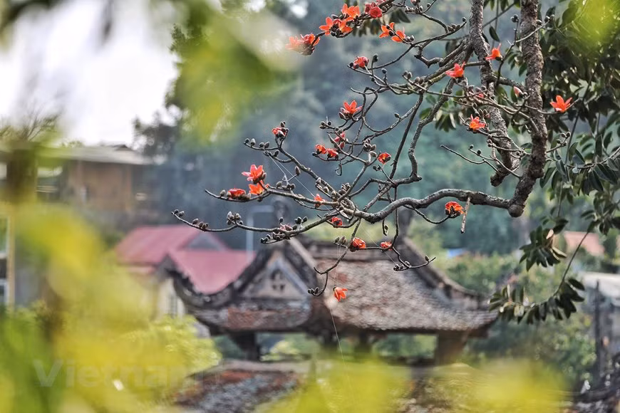 Vào mùa hoa, lá rụng hết nhường chỗ cho những 'đốm lửa' thắp rực rỡ tô điểm cho không gian trầm mặc. (Ảnh: Nam Nguyễn/Vietnam+)