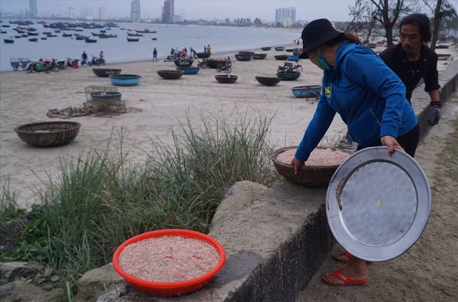 Tuy sản lượng ruốc không cao so với mọi năm nhưng đa phần ngư dân vẫn tỏ ra lạc quan, hy vọng vào một năm đánh bắt thuận lợi. Ảnh: HL