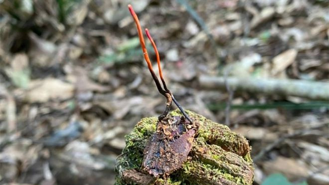 Đông trùng hạ thảo bọ xít tự nhiên mới được tìm thấy ở Vườn quốc gia Hoàng Liên. ẢNH VƯỜN QUỐC GIA HOÀNG LIÊN CUNG CẤP