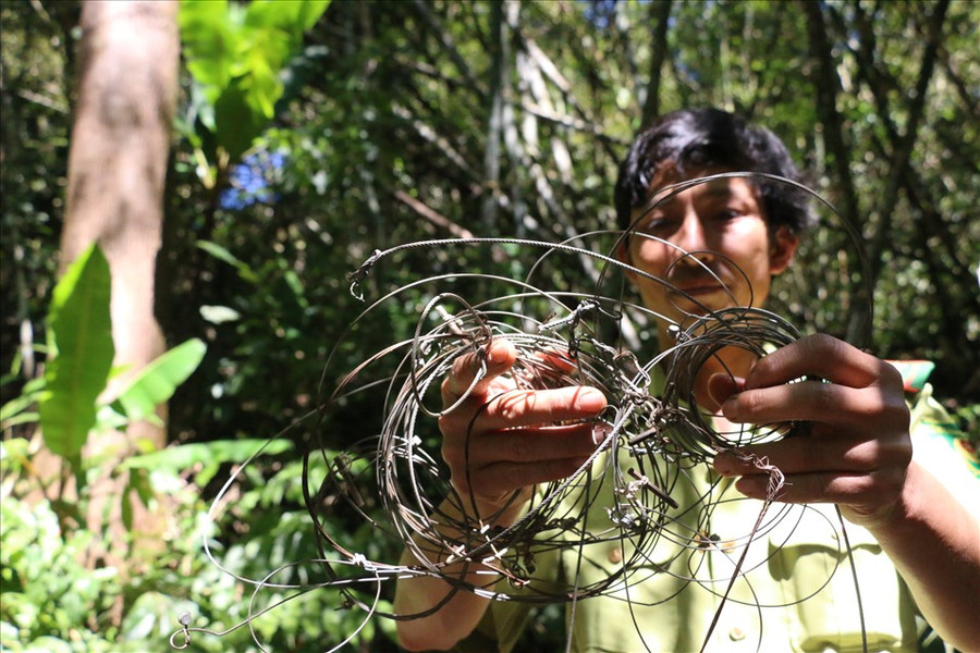  Những sợi dây cáp được sử dụng làm bẫy có thể tóm gọn những con thú to lớn, nặng hàng trăm kg. Ảnh: Bảo Lâm