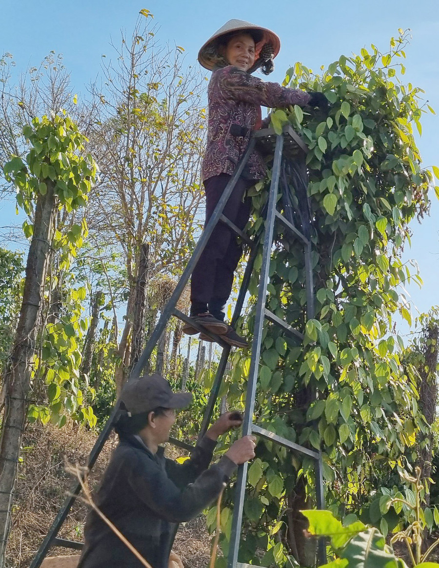 Nhiều nhà vườn đỏ mắt tìm nhân công thu hoạch hồ tiêu. Ảnh: Hà Phương