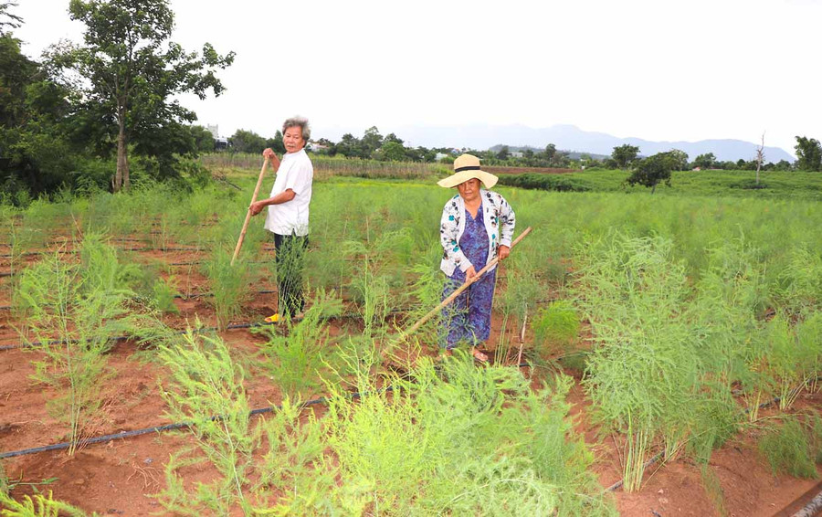 Thành viên Hợp tác xã Nông nghiệp hữu cơ Kông Chro (tổ dân phố Plei Hle Ktu, thị trấn Kông Chro) chuyển đổi một số diện tích canh tác kém hiệu quả sang trồng măng tây cho thu nhập cao. Ảnh: Ngọc Minh Thành viên Hợp tác xã Nông nghiệp hữu cơ Kông Chro (tổ dân phố Plei Hle Ktu, thị trấn Kông Chro) chuyển đổi một số diện tích canh tác hiệu quả tháng sang trồng măng tây cho thu nhập cao. Ảnh: Ngọc Minh